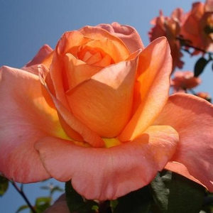 Оранжево-красная с золотисто-желтой примесью - Чайно-гибридные розы